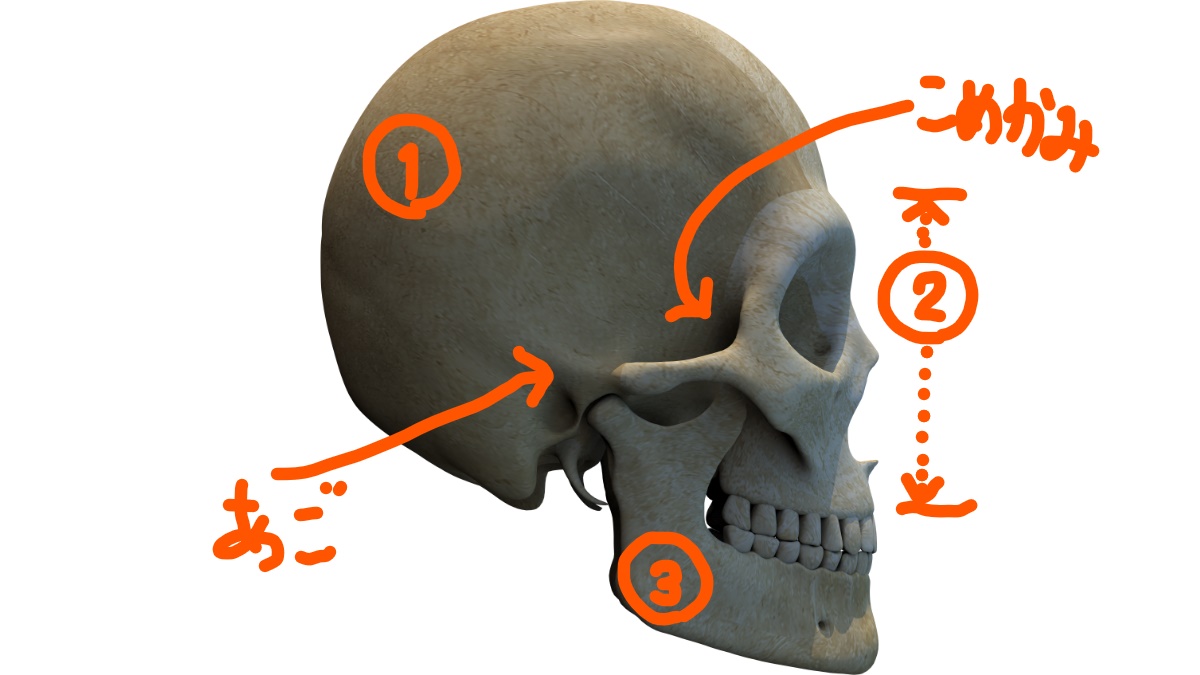 3d-skull