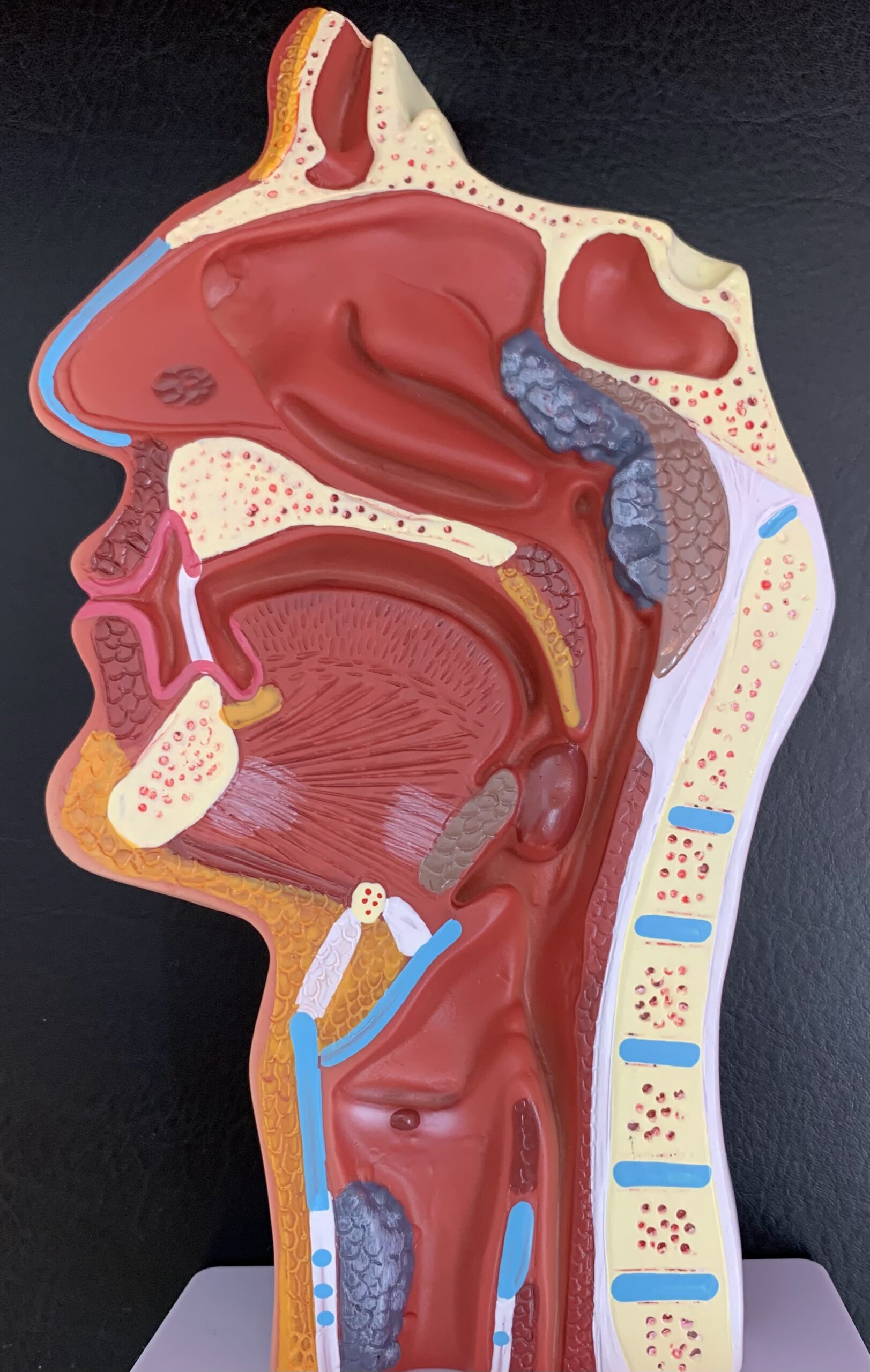 鼻腔・咽頭・喉頭および気管・食道の区分図