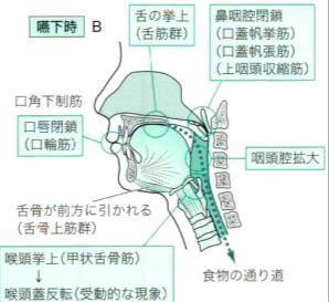 誤嚥を防ぐ仕組みの図。鼻とのどの間で分泌物を制御する所。
