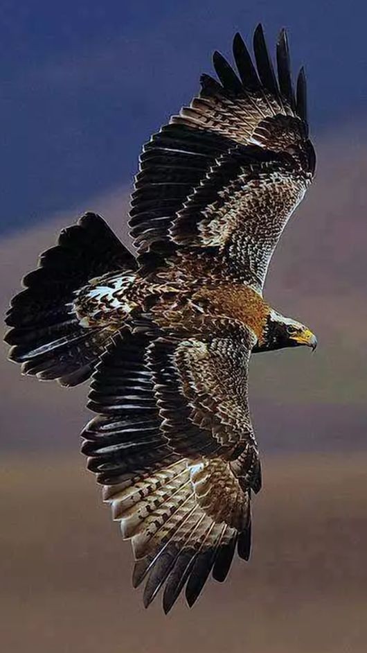 鳥のように空を飛んでいる感覚
