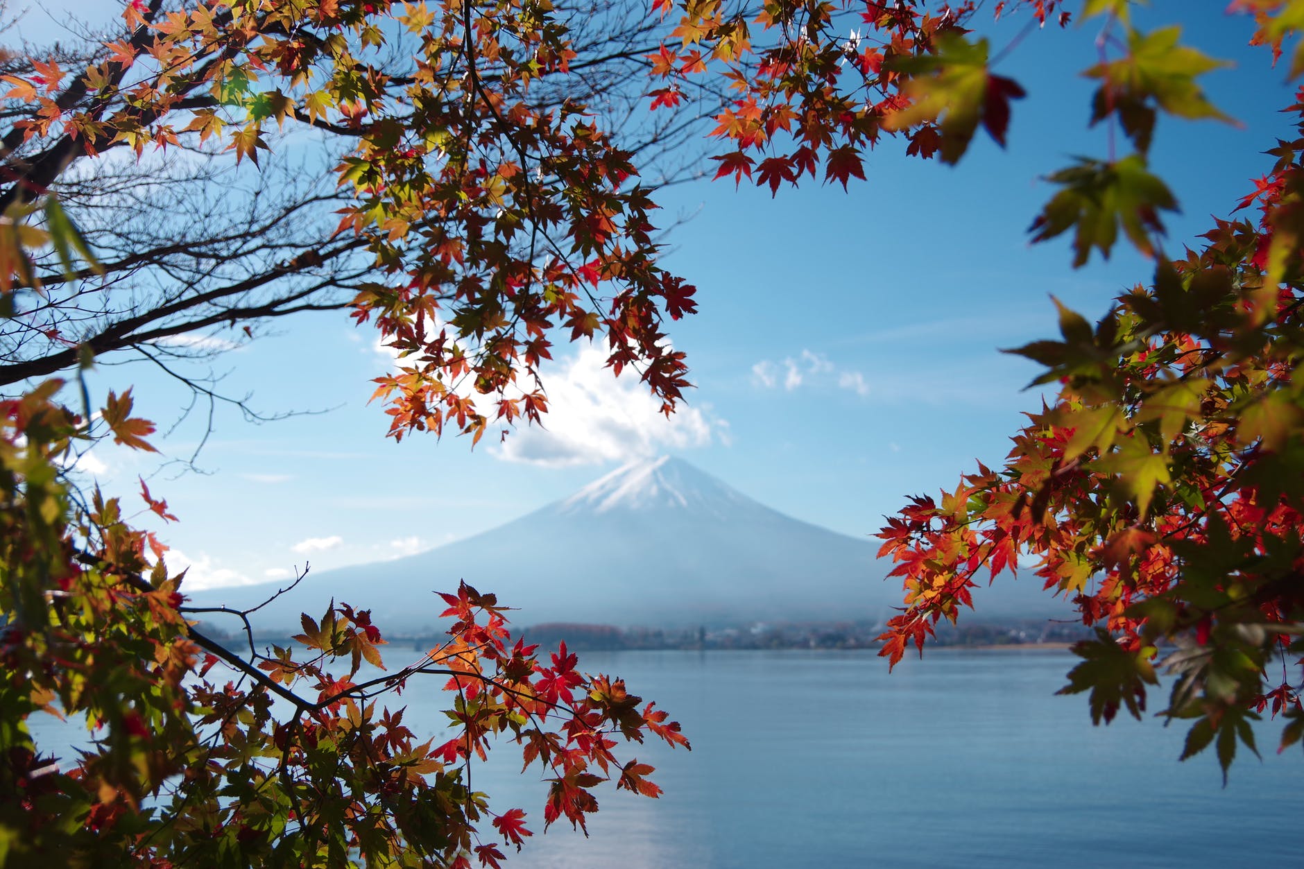 wood landscape lake park Photo by Yuri Yuhara