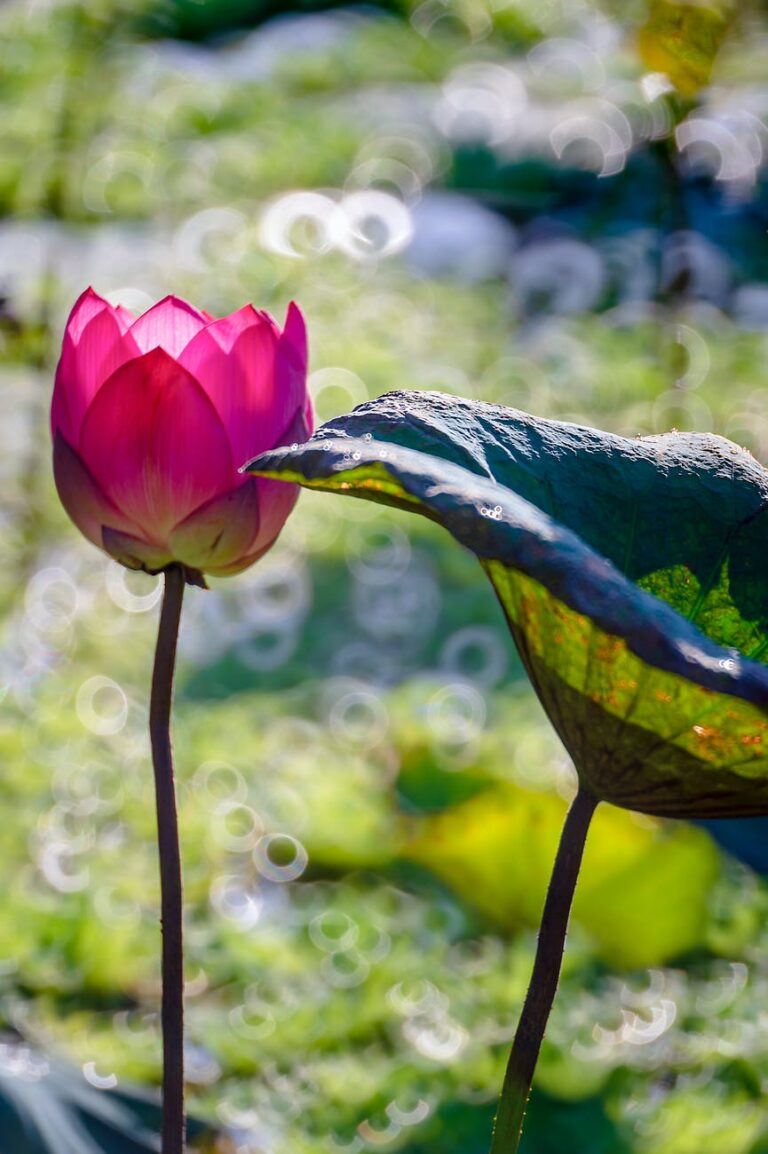 蓮の花の花言葉は神聖、清らかな心、雄弁などがあります。あり得ない美しいことが起こりうると思います。
