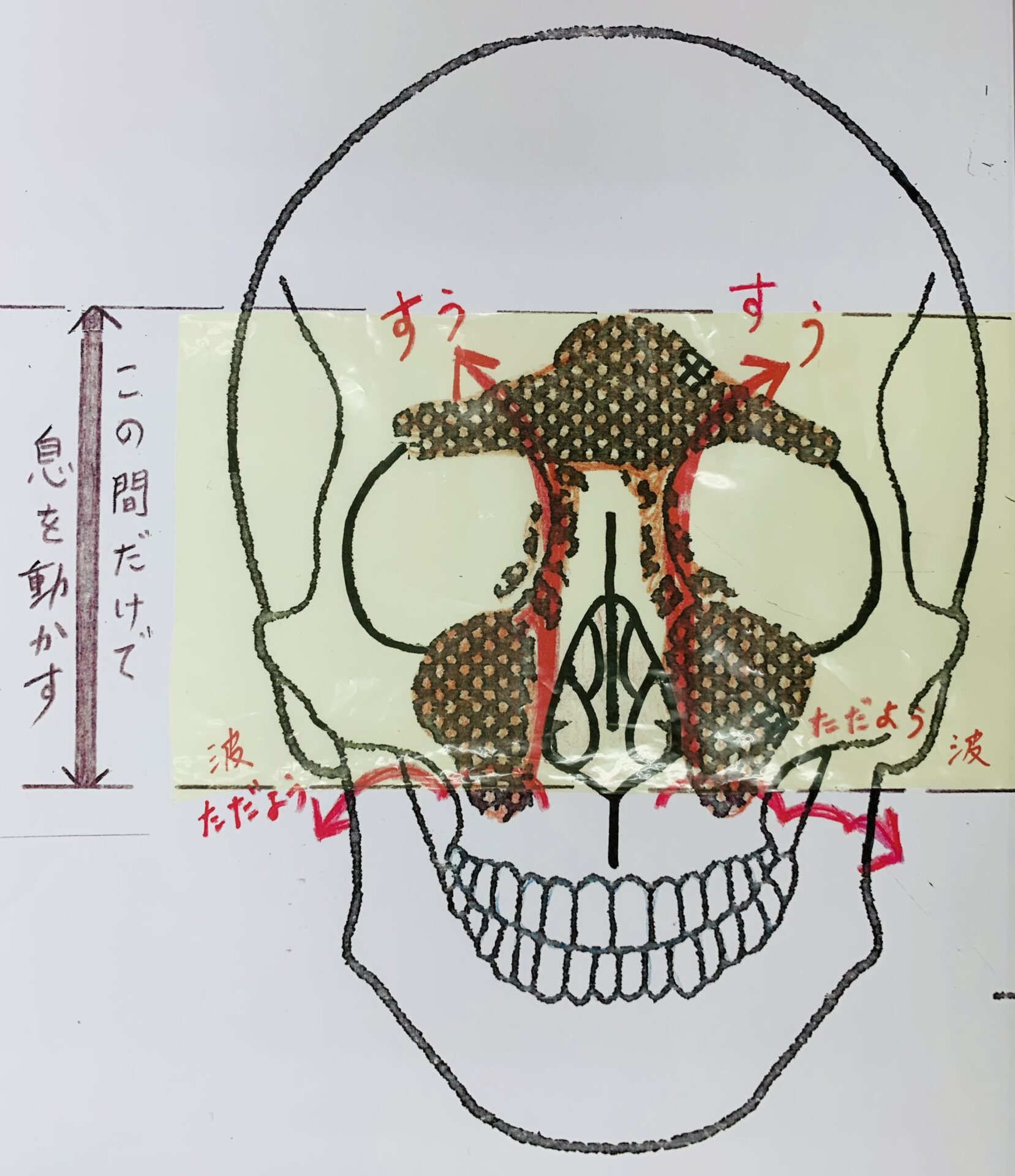 呼吸の時に息がどこを通るのか確認する