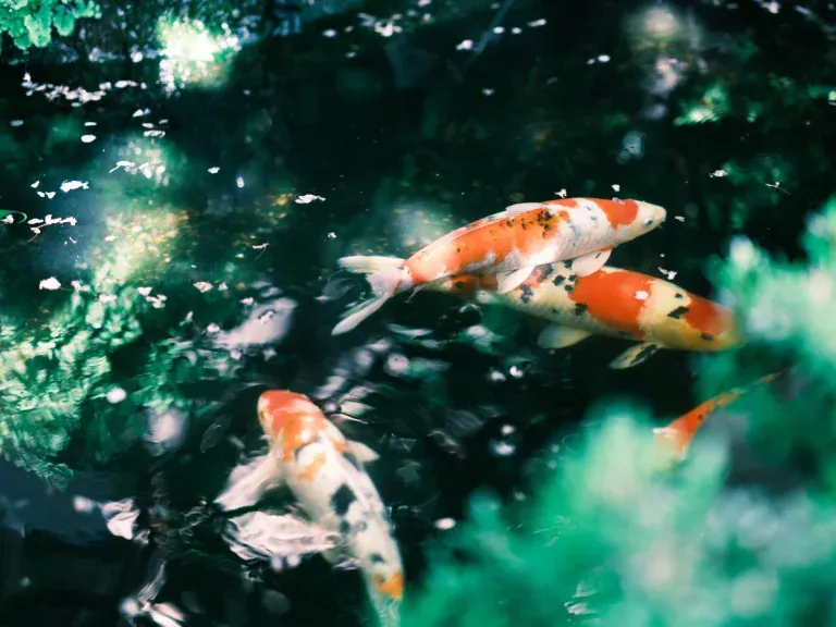 池の中の鯉byPAKUTASO